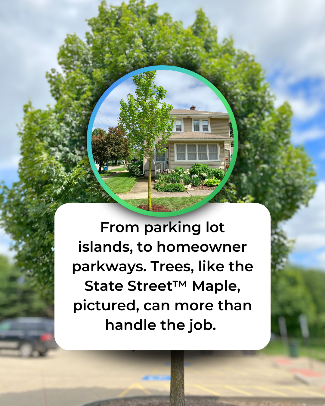 State Street Maple growing in a parking lot island with an inset of another State Street Maple growing in a homeowner's parking lot.